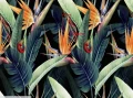 2201912 - 61_ kwiat sterlicja tropikalny na czarnym - AdobeStock_323440293x.jpg